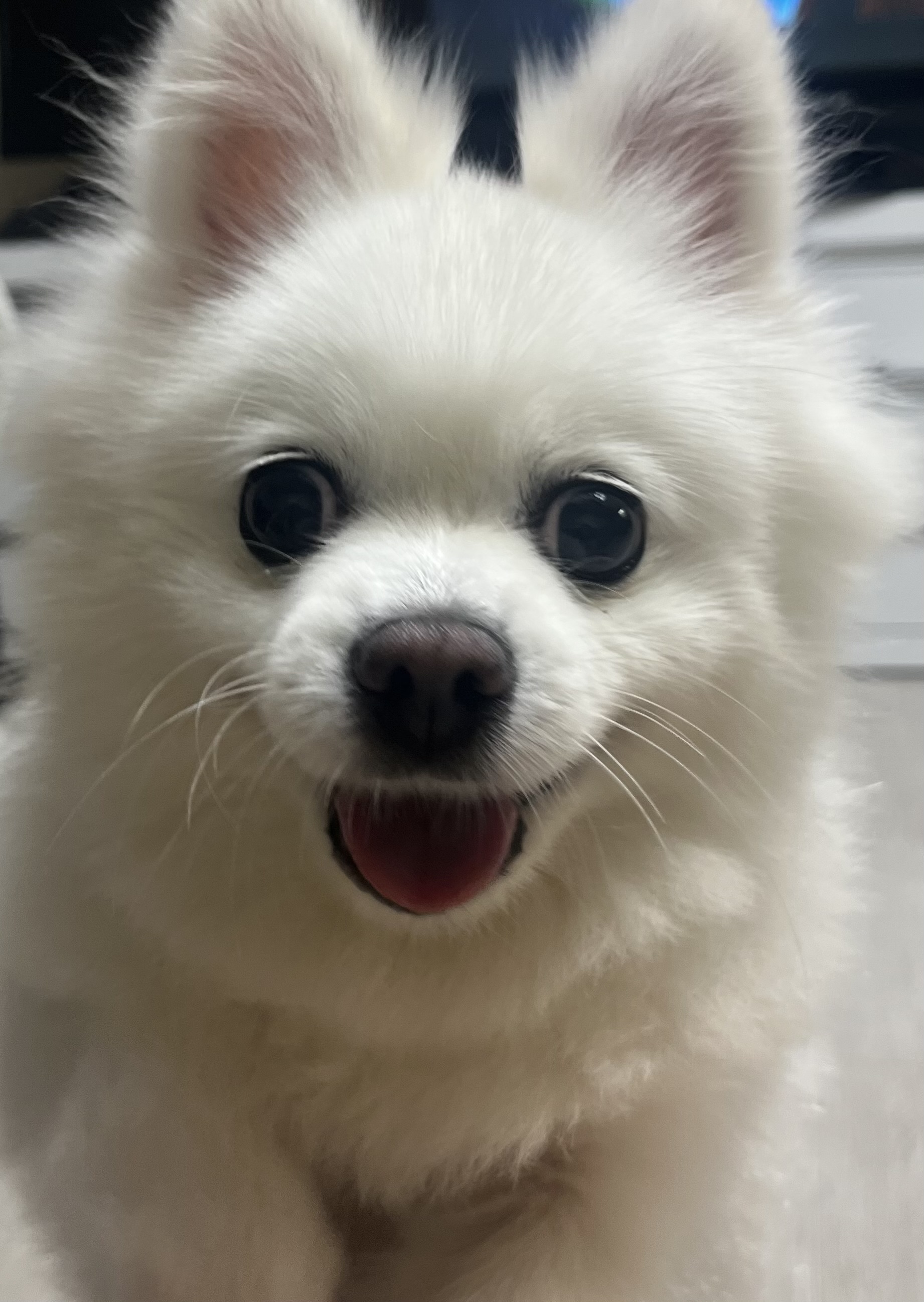My beloved companion